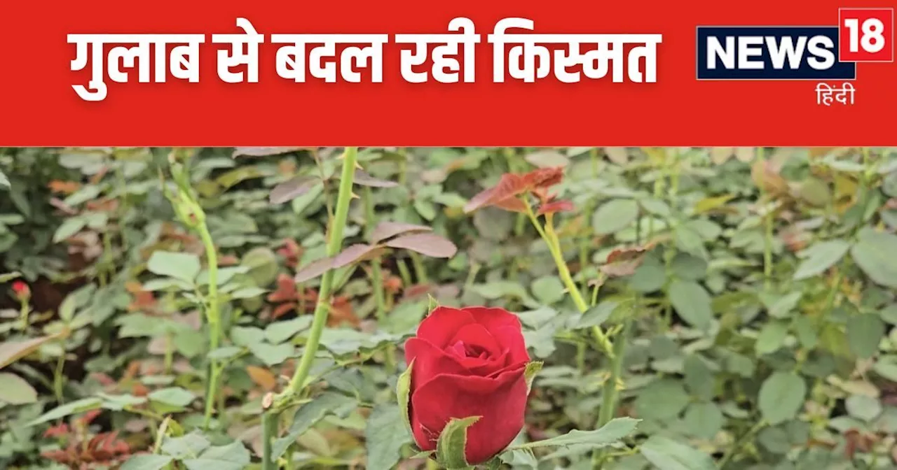 Rose Farming: बारूद के धमाकों से नहीं, अब फूलों की खुशबू से महक रहा बस्तर, किसानों की हो रही अच्छी कमाई