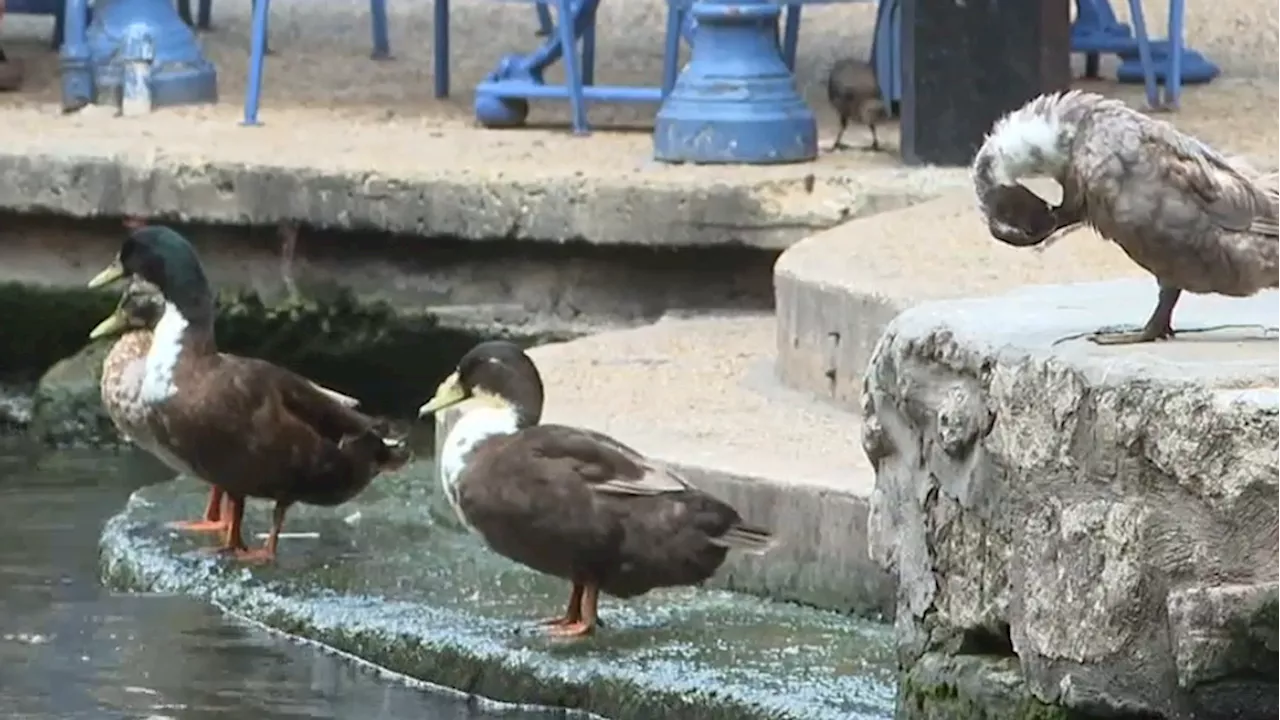 POLL: Should the killing of a duck on the River Walk be more than a misdemeanor?