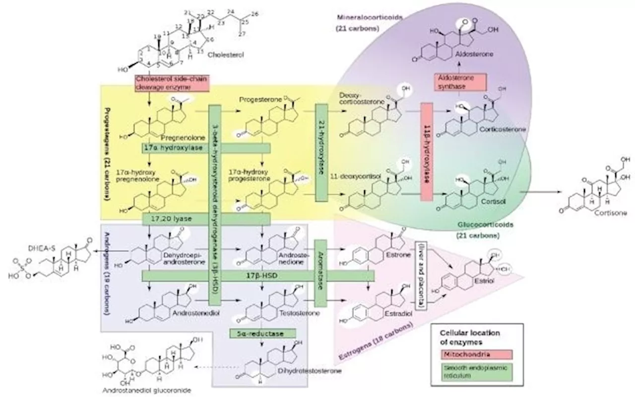 Enhancing LC-MS laboratories with expert endocrinology insights