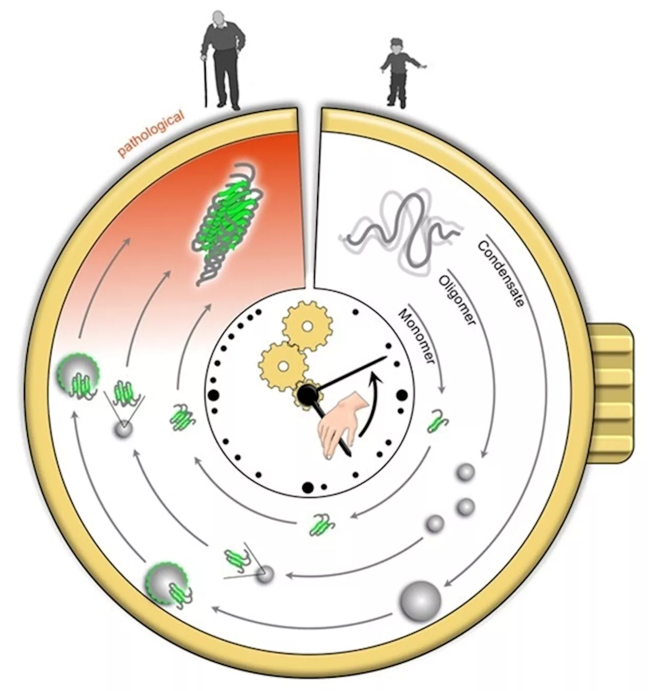 Researchers propose a 'protein aggregation clock' to measure aging and health