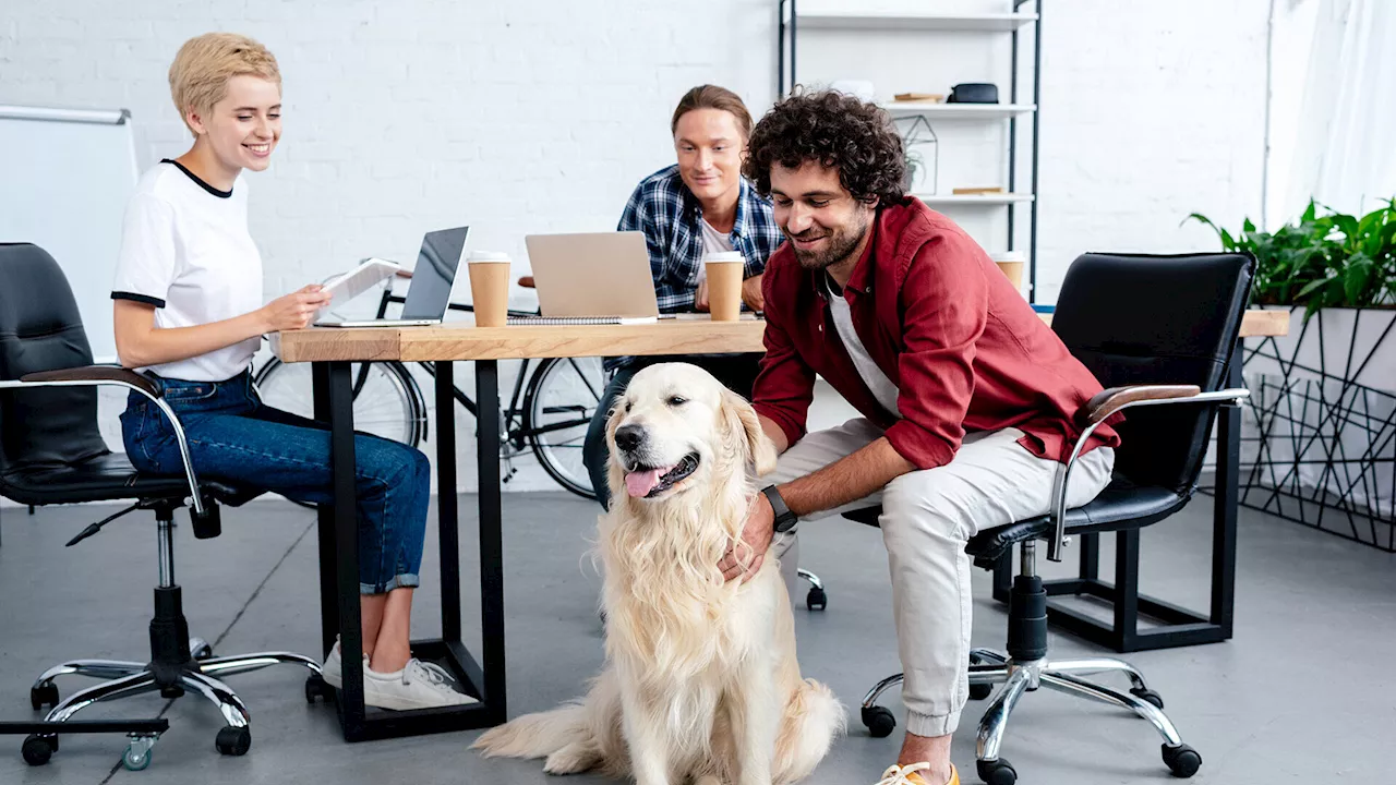 Hunde im Büro reduzieren Stress