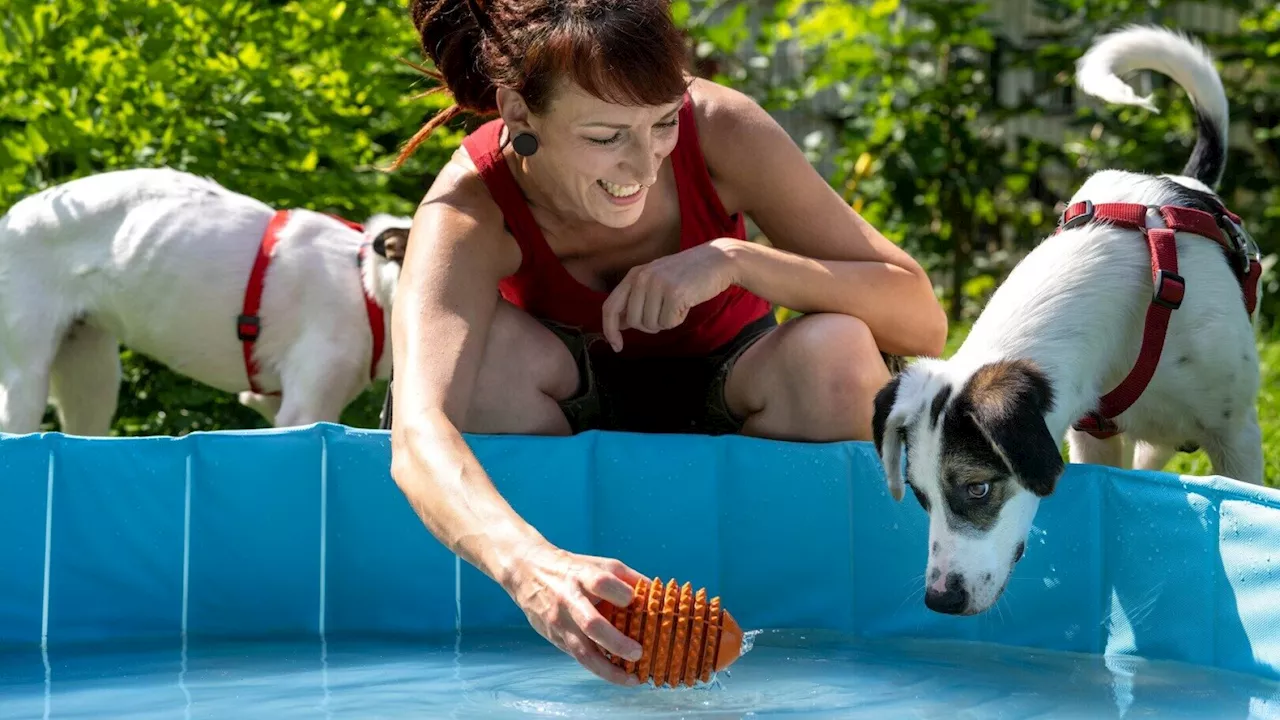 Kühle „Dog Zone“ im Tierschutzhaus Vösendorf