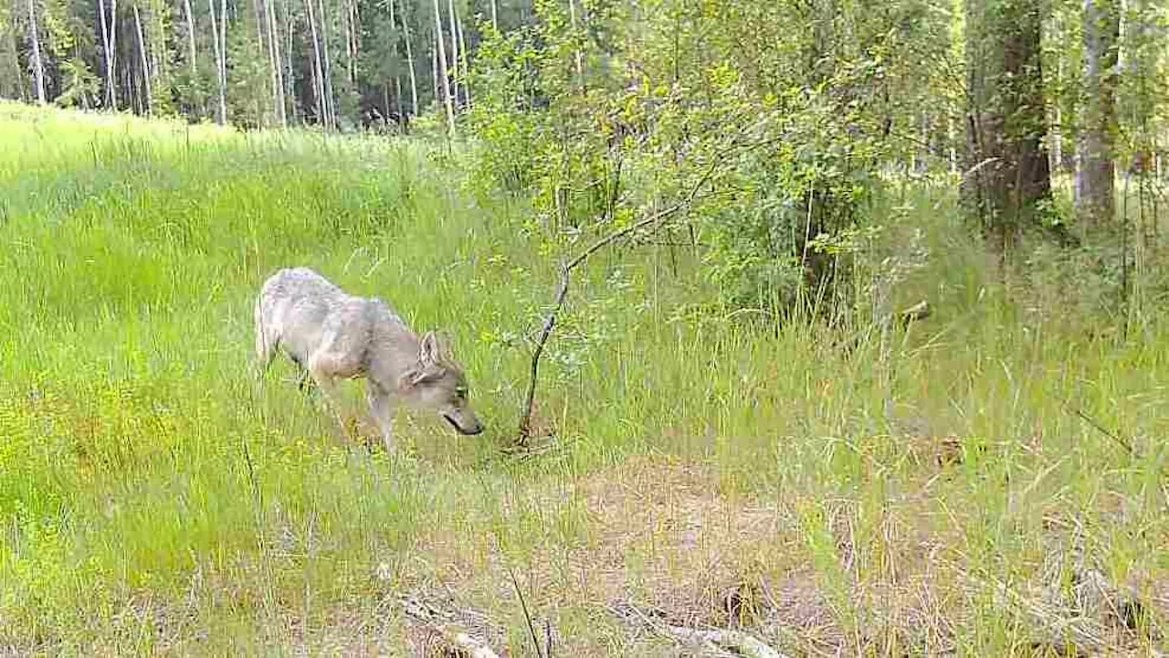 Wolf vor Wildkamera: Jäger bitten um Meldungen und Anleinen von Hunden