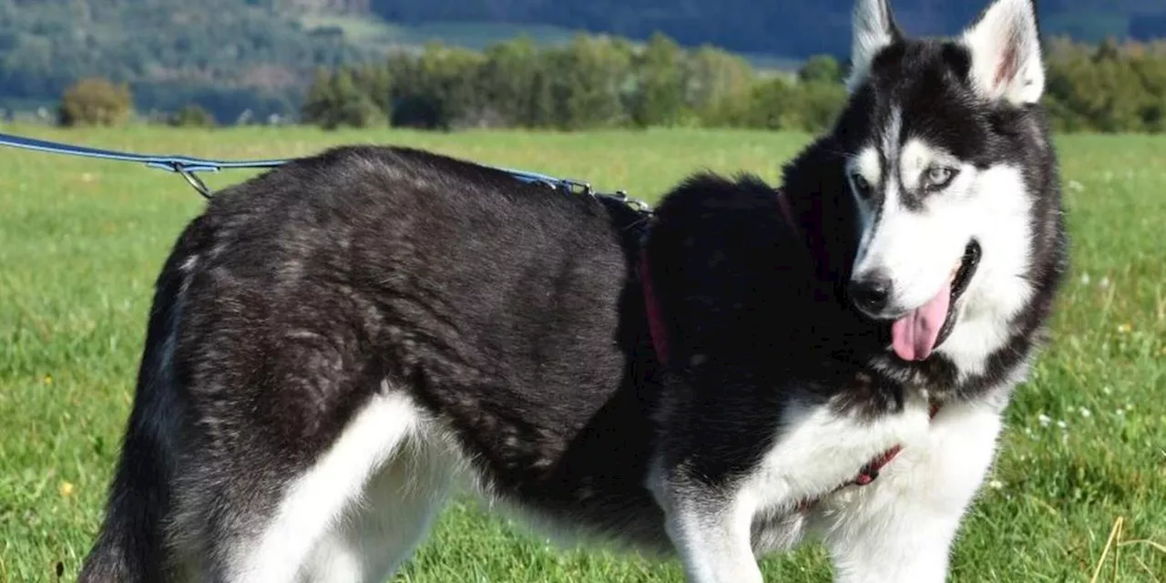 Husky Luna aus Tierheim Kronach eingeschl&auml;fert: Pfleger trauern um H&uuml;ndin