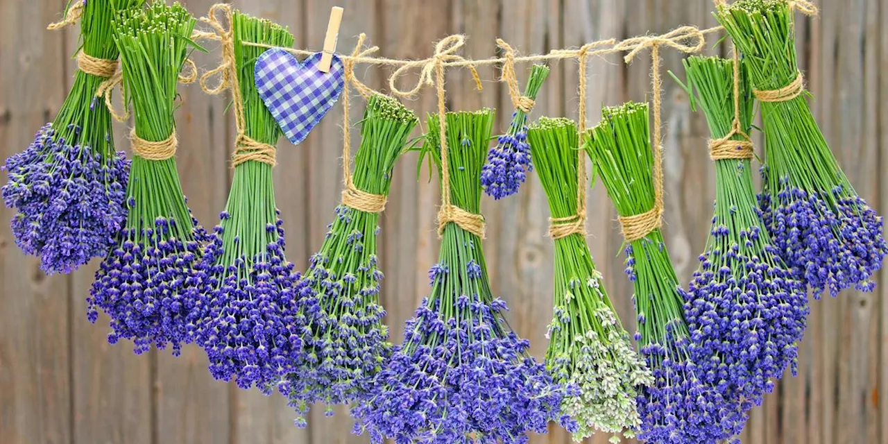 Lavendel trocknen: So verwenden Sie Bl&auml;tter und Bl&uuml;ten