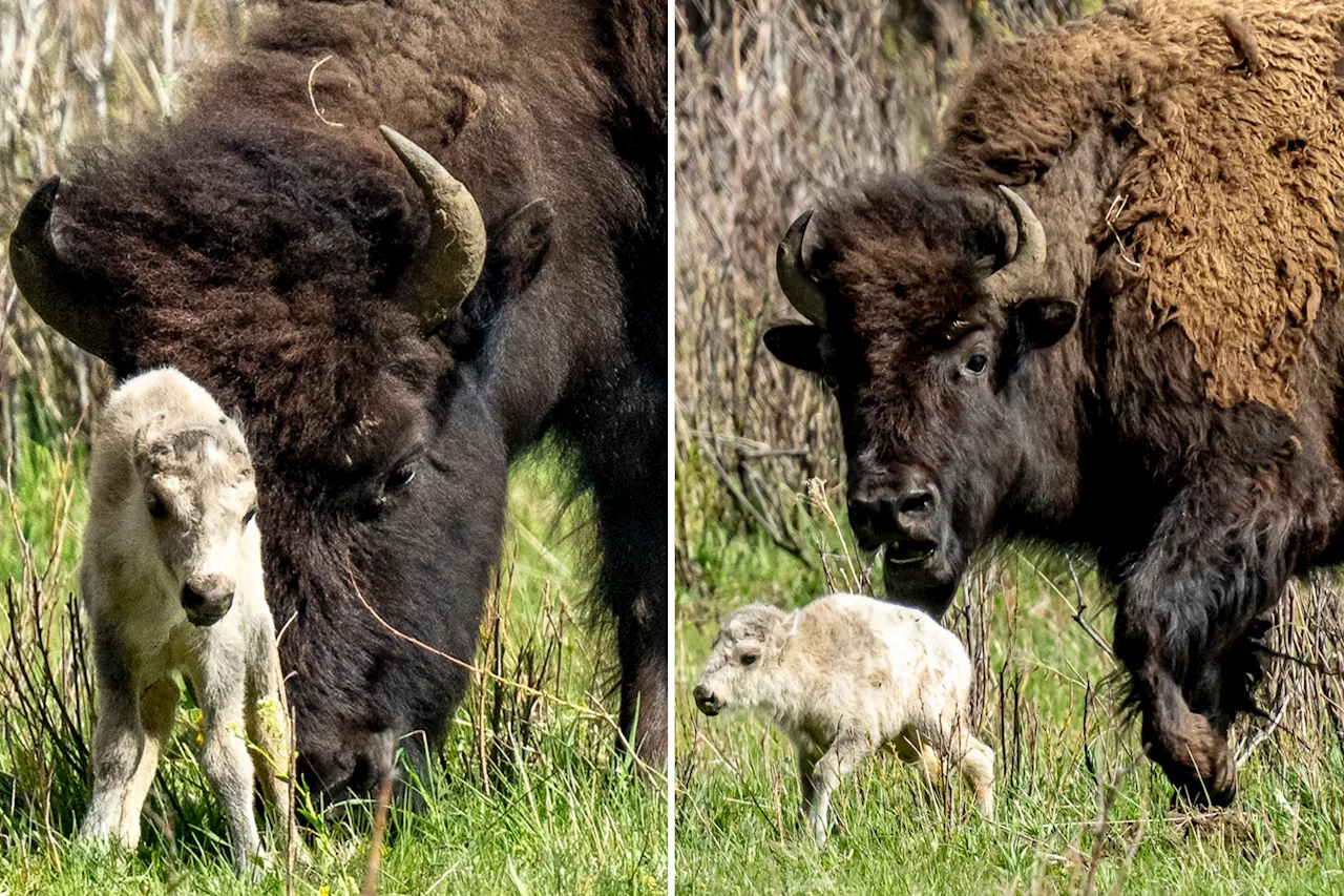 Rare white bison calf born in Yellowstone, fulfilling Native American prophecy