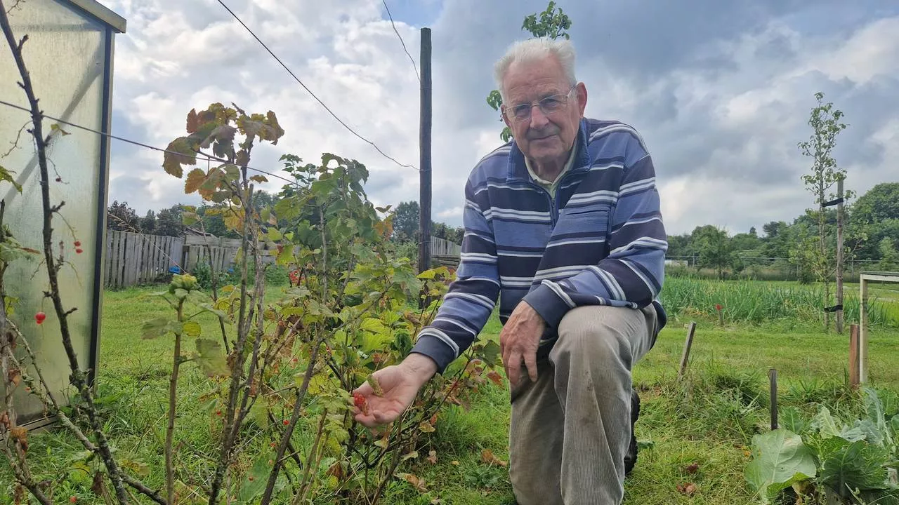 Oogsten van groenten en fruit voor de voedselbank mislukken: 'Balen'