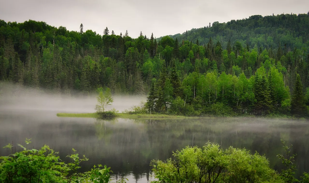 Non-native plants and animals expanding ranges 100-times faster than native species, finds new research