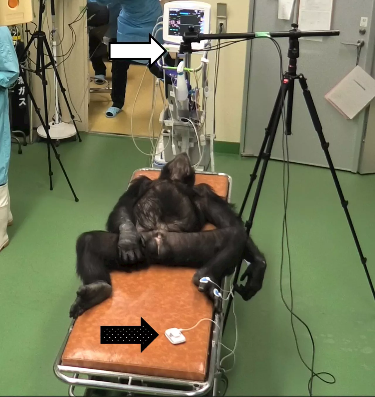 Unlocking heart health: Advancing noninvasive monitoring in chimpanzees
