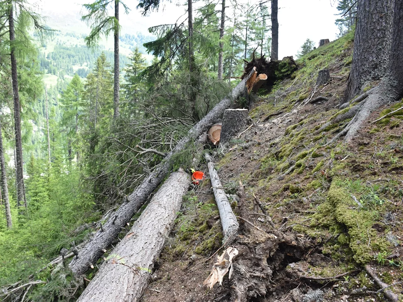 Guarda GR: Forstarbeiter (†35) von Baum erschlagen