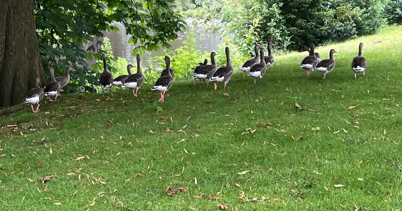 Ganzenoverlast Coevorden: 'Het park is nu van de dieren, niet van de mensen'