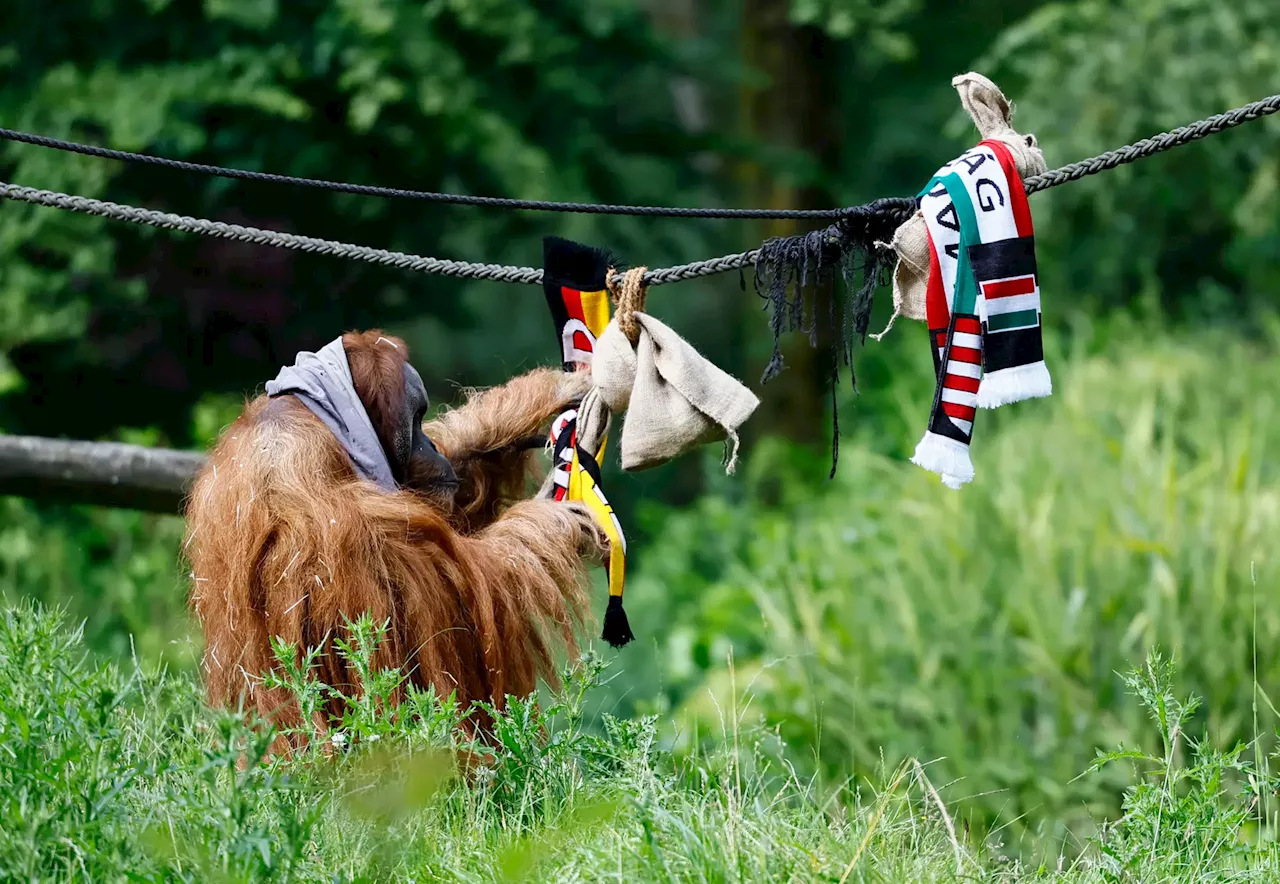 Walter, um dos adivinhos do reino animal, já previu o vencedor do Alemanha-Hungria