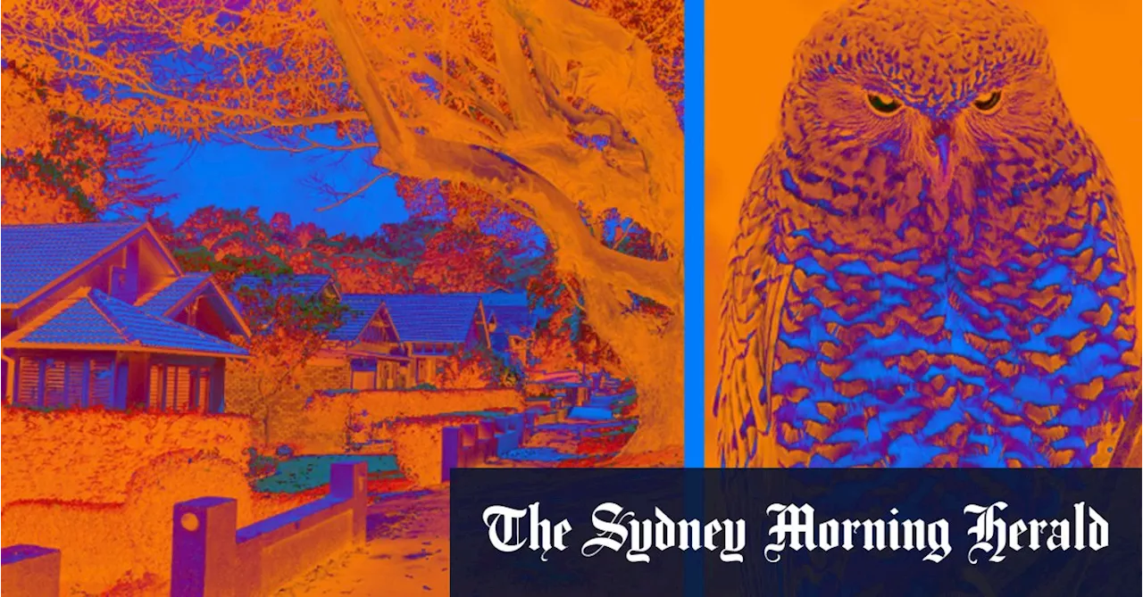 Can the powerful owl and a flying fox save this north shore zone from development?