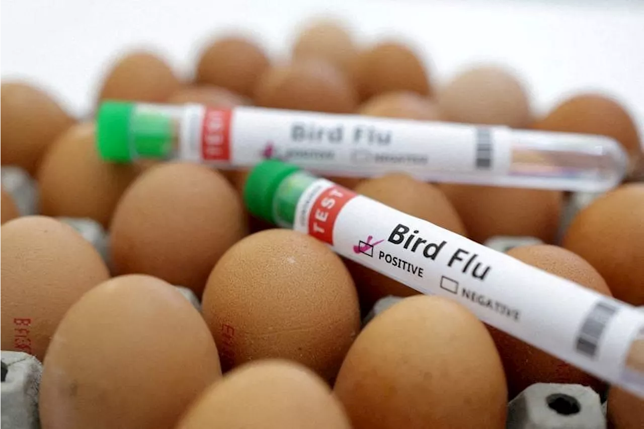 Bird flu detected in poultry farm near Sydney