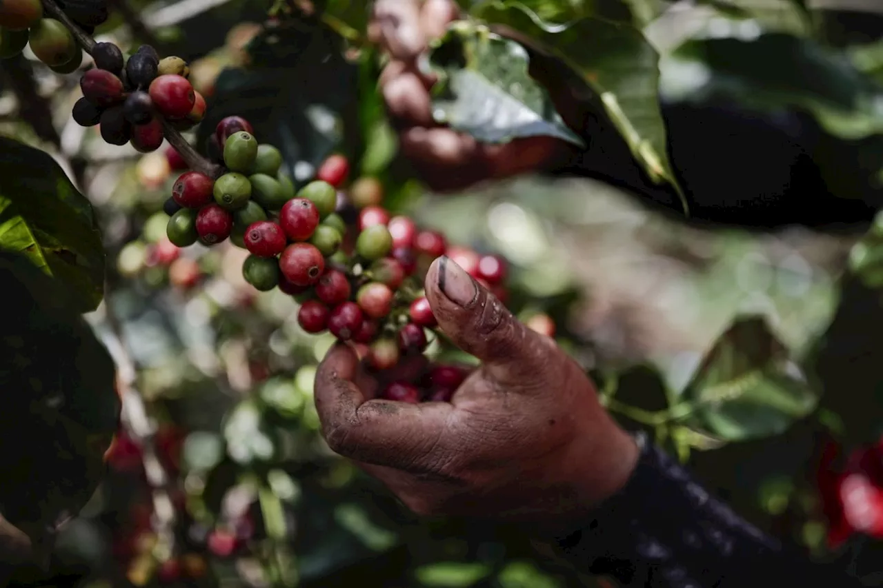 Die Schweiz dominiert den Handel mit Kaffee weltweit, jetzt soll die Branche fairer werden