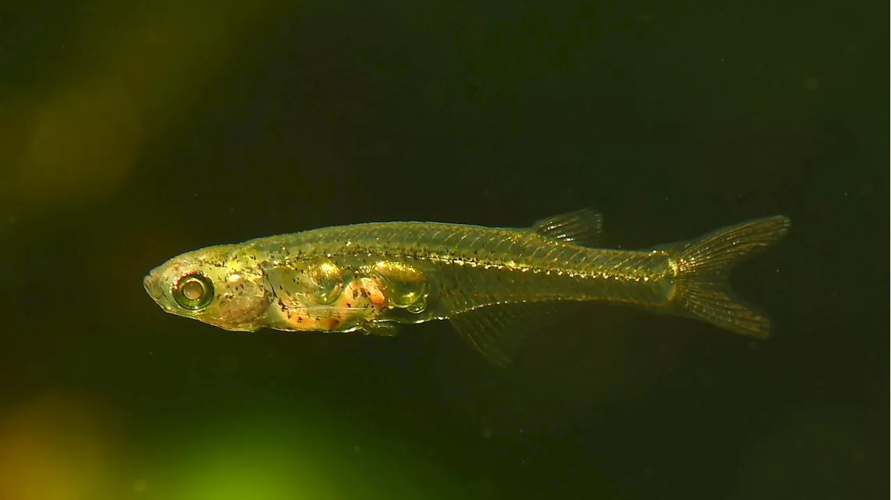 Mini-Fisch macht Lärm wie ein Düsenjet: Kleines Gehirn, großes Geknatter