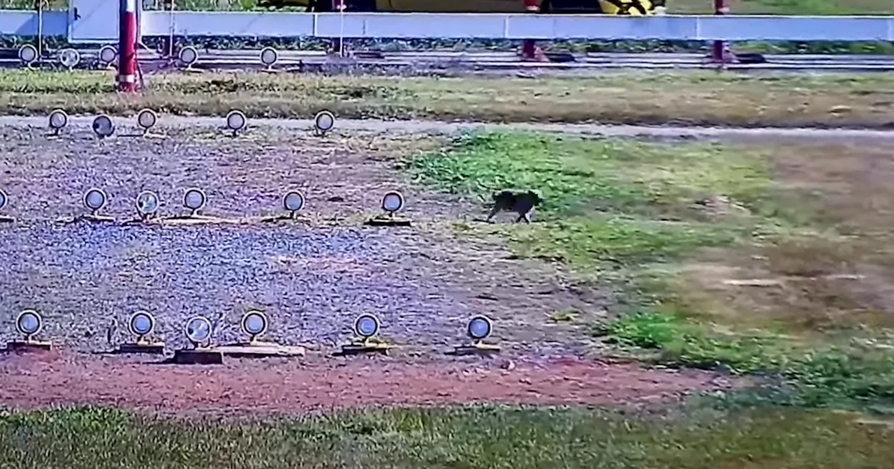 Cachorro invade pista de aeroporto e mobiliza resgate por quase uma hora em Guarulhos, SP