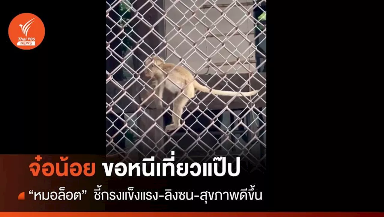 หมอล็อต เปิดแผนรับมือ 'จ๋อซนลพบุรี' แงะกรงหนีเที่ยว