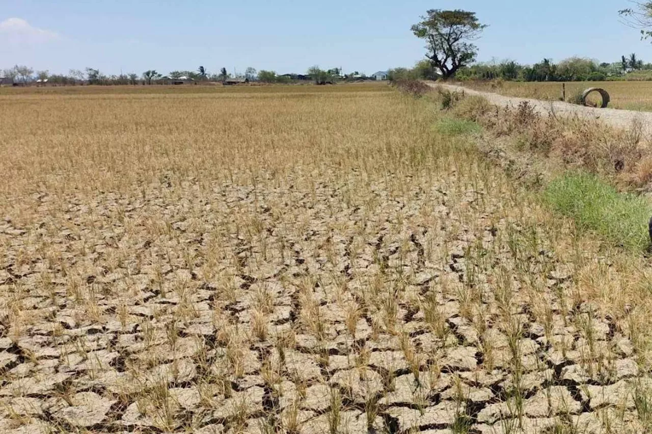 El Niño agriculture damage hits P1.7B in Region 7