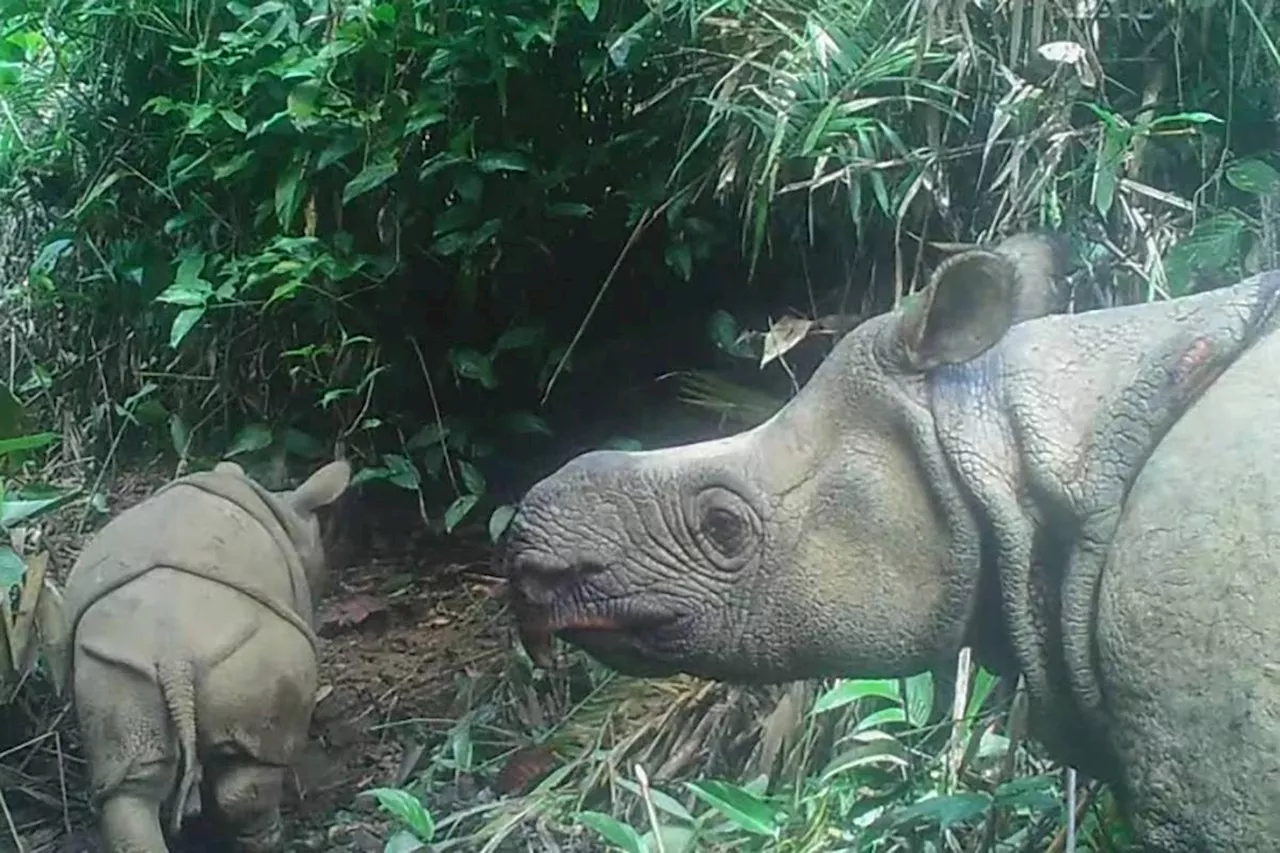 Javan rhino clings to survival after Indonesia poaching wave