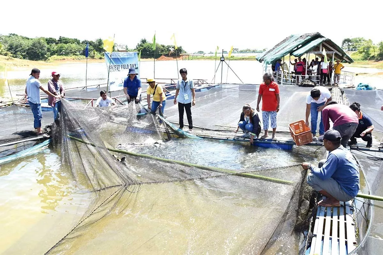 Steel frame viable for tilapia farming