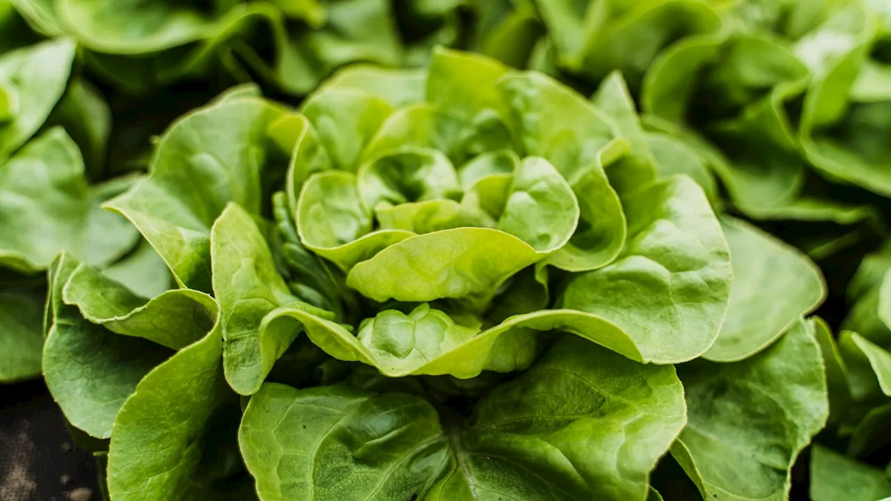 E.coli outbreak: Scientists ‘confident’ popular sandwich filling is source of horror bug that left 200 sic...