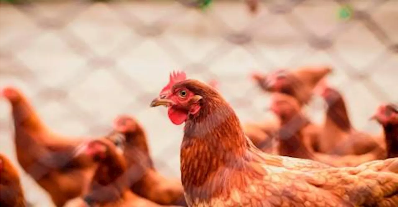 Singaporean authorities issue bird flu advisory