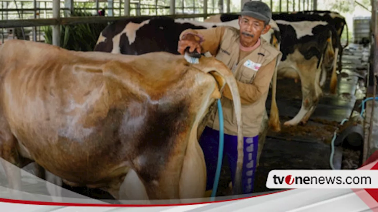 Hari Susu Sedunia, Sarihusada Dorong Asupan Nutrisi dan Gizi Anak Lewat Pengembangan Peternak Sapi Perah Lokal