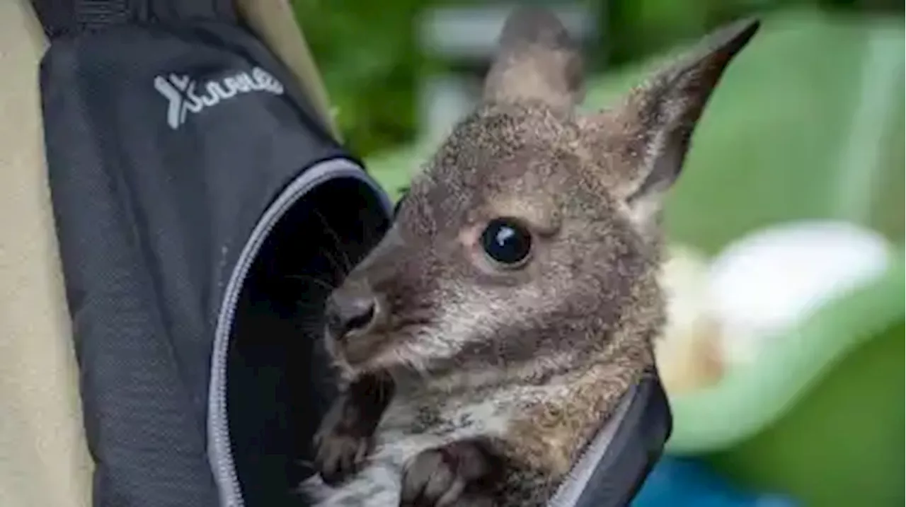 Tierpfleger zieht Känguru-Baby Mathilda auf