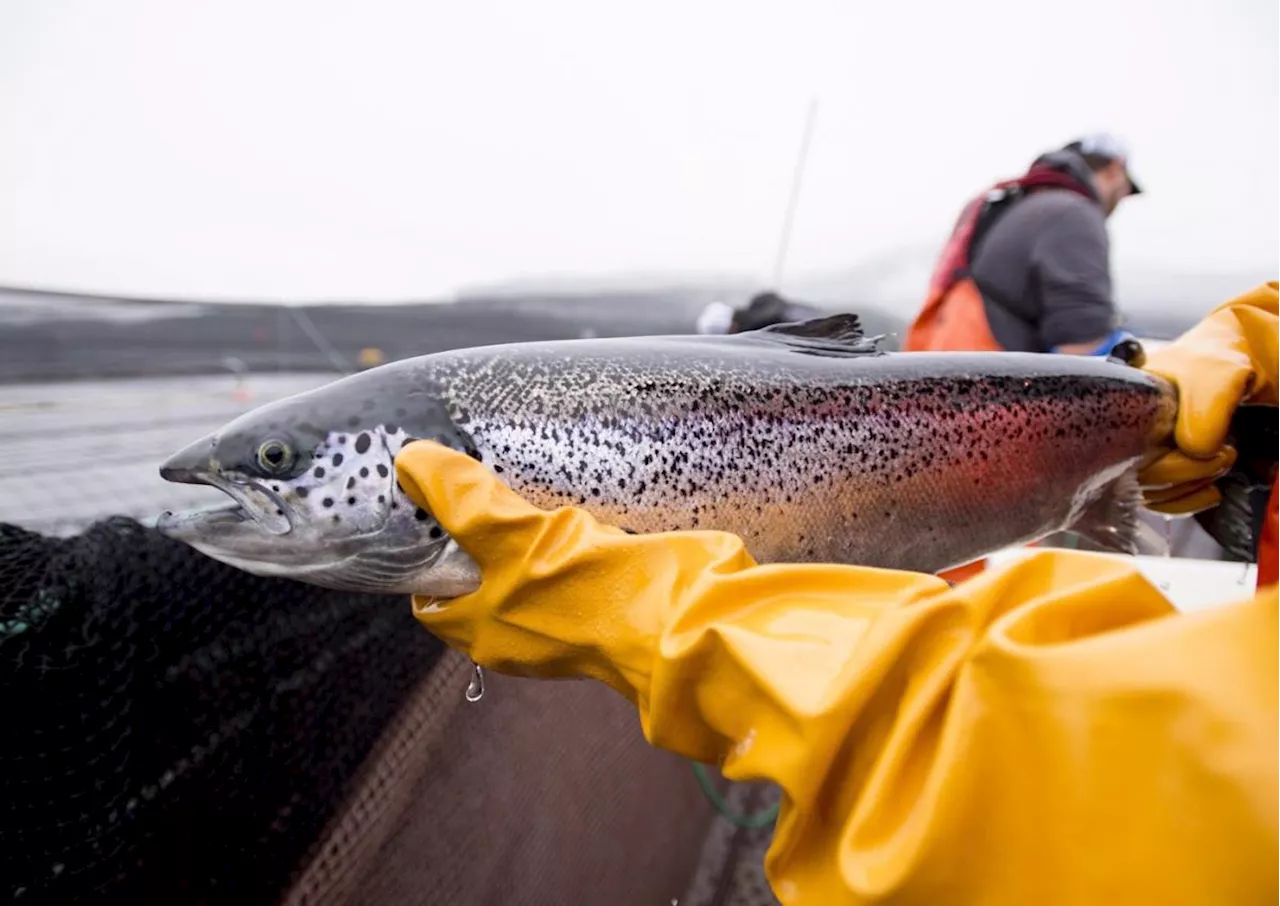 Federal government decision expected on controversial B.C. fish farms