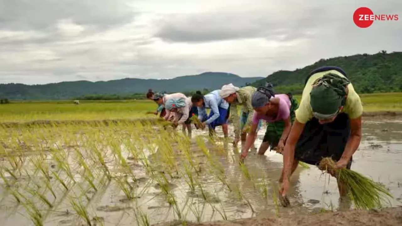 Modi Cabinet 3.0 Approves New Minimum Support Price For 14 Kharif Crops