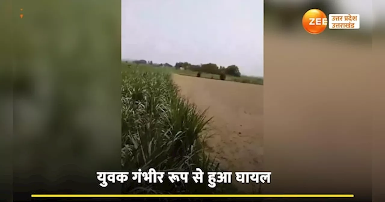 Tiger Video: खेत में युवक पर कूदा टाइगर, गुस्साई भीड़ ने बाघ को दबोचकर किया ऐसा हाल....