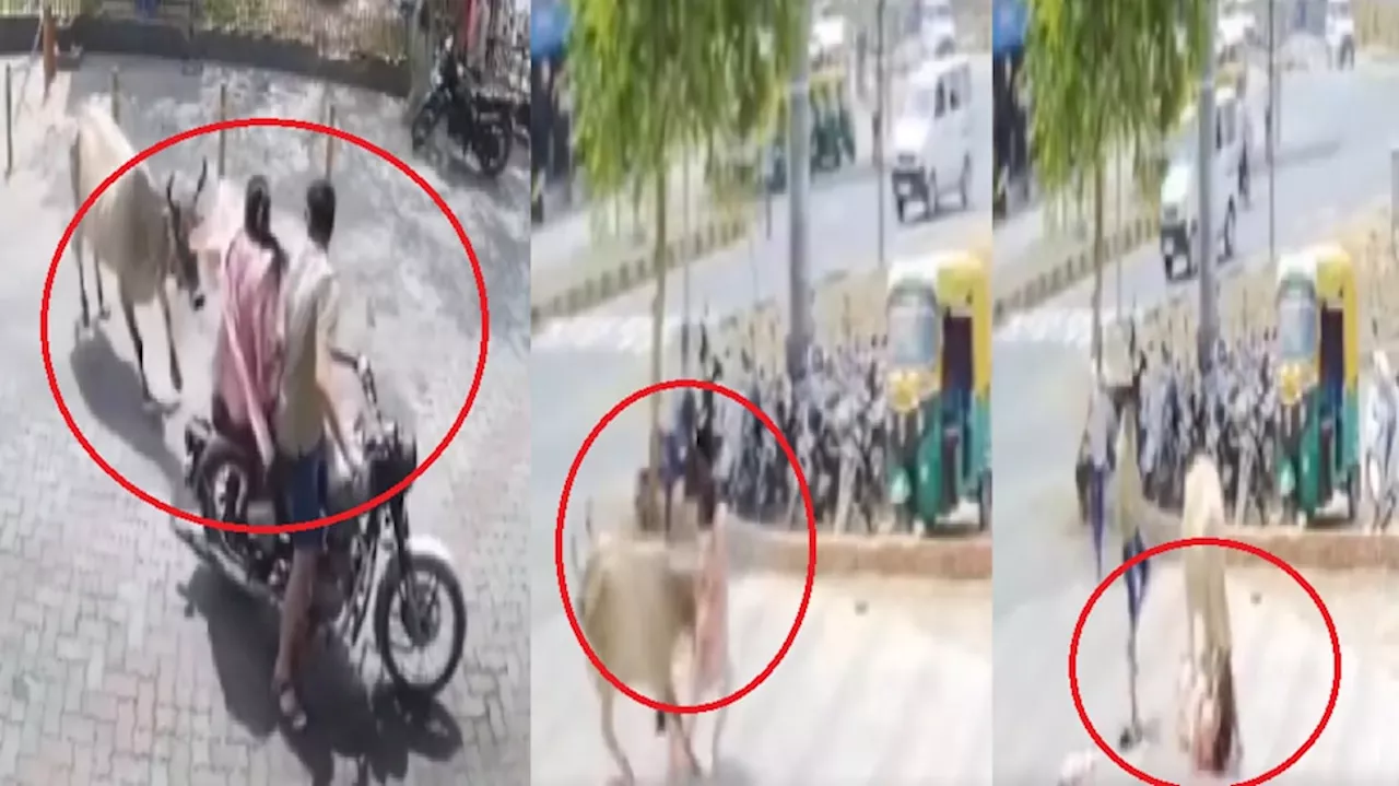 Viral Video: ʼಬುಲೆಟ್‌ʼ ಇಳಿದು ಓಡಿದ್ರೂ ಅಟ್ಟಾಡಿಸಿ ಮಹಿಳೆಗೆ ತಿವಿದ ಹಸು!