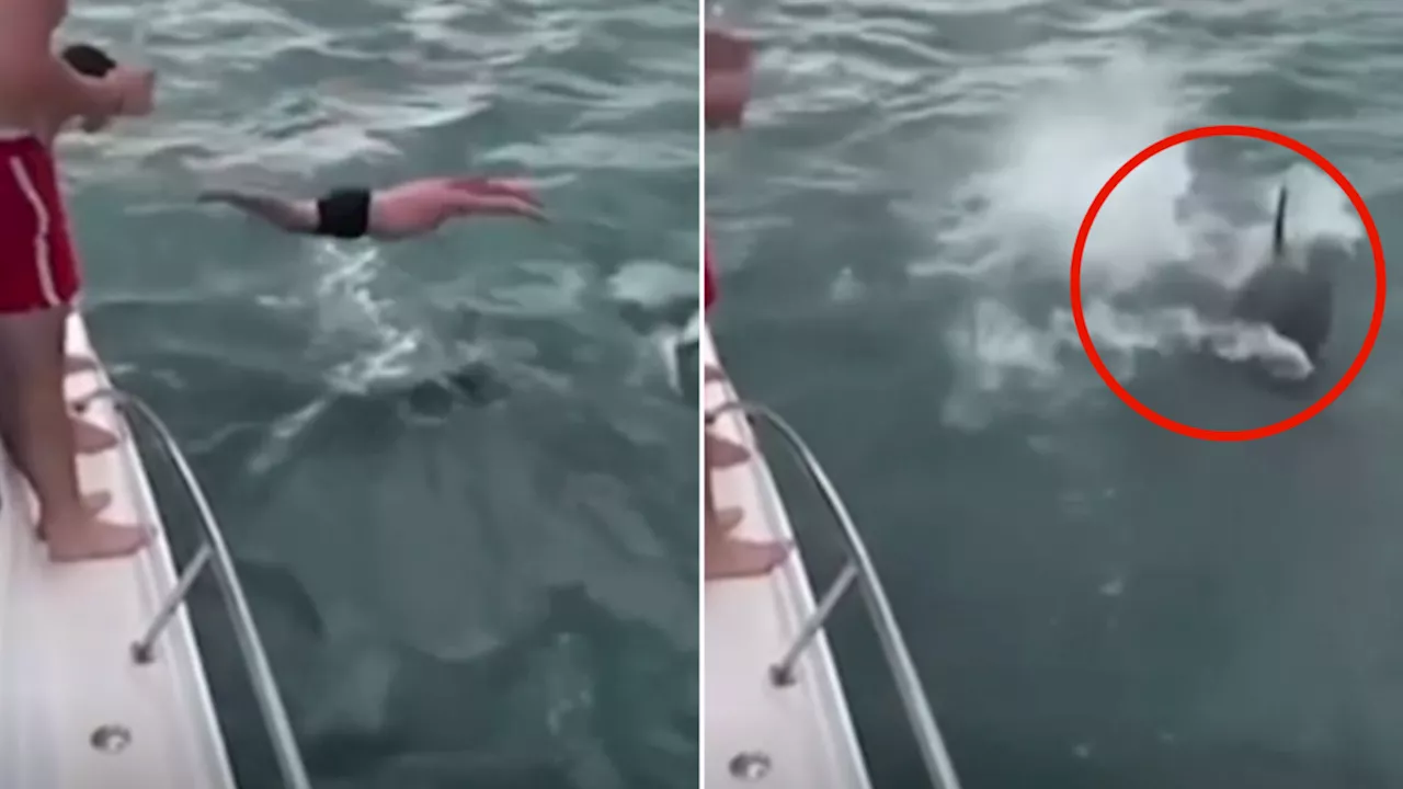 Man caught on camera trying to ‘body slam’ killer whale in New Zealand