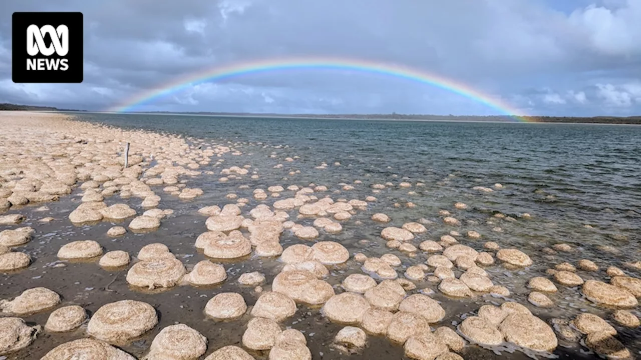 Fears aurora chasers destroyed ancient thrombolites at WA's Lake Clifton