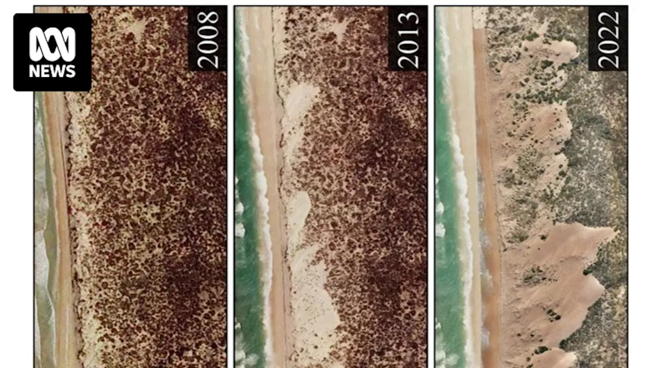 Rapidly disappearing Coorong coastline sparks warning for Australian coastal communities