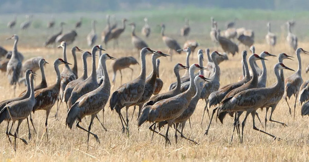 You can hunt sandhill cranes, or you can just stand there and watch them in awe