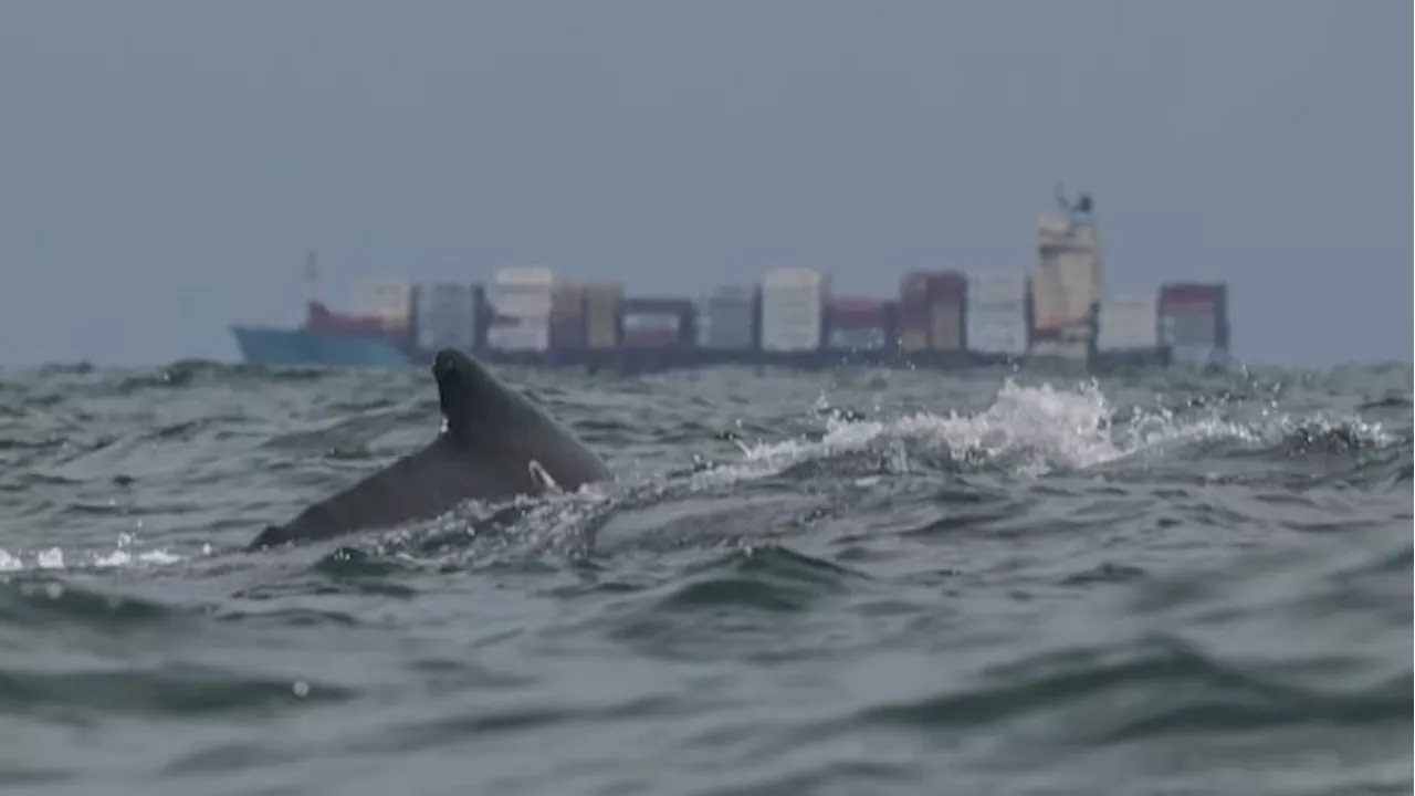 Ships could capture energy from waves by imitating whales