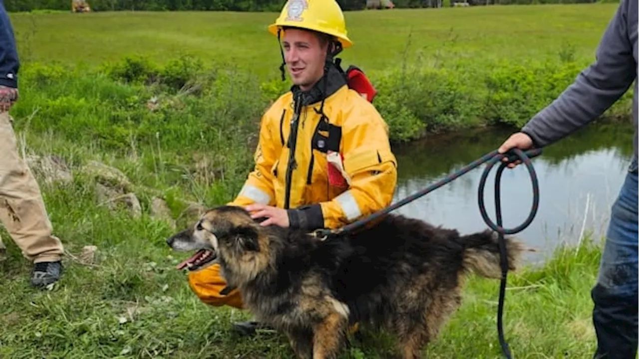 'He really, really stinks': Wilson the dog rescued after 2 days in a Kempt Shore culvert