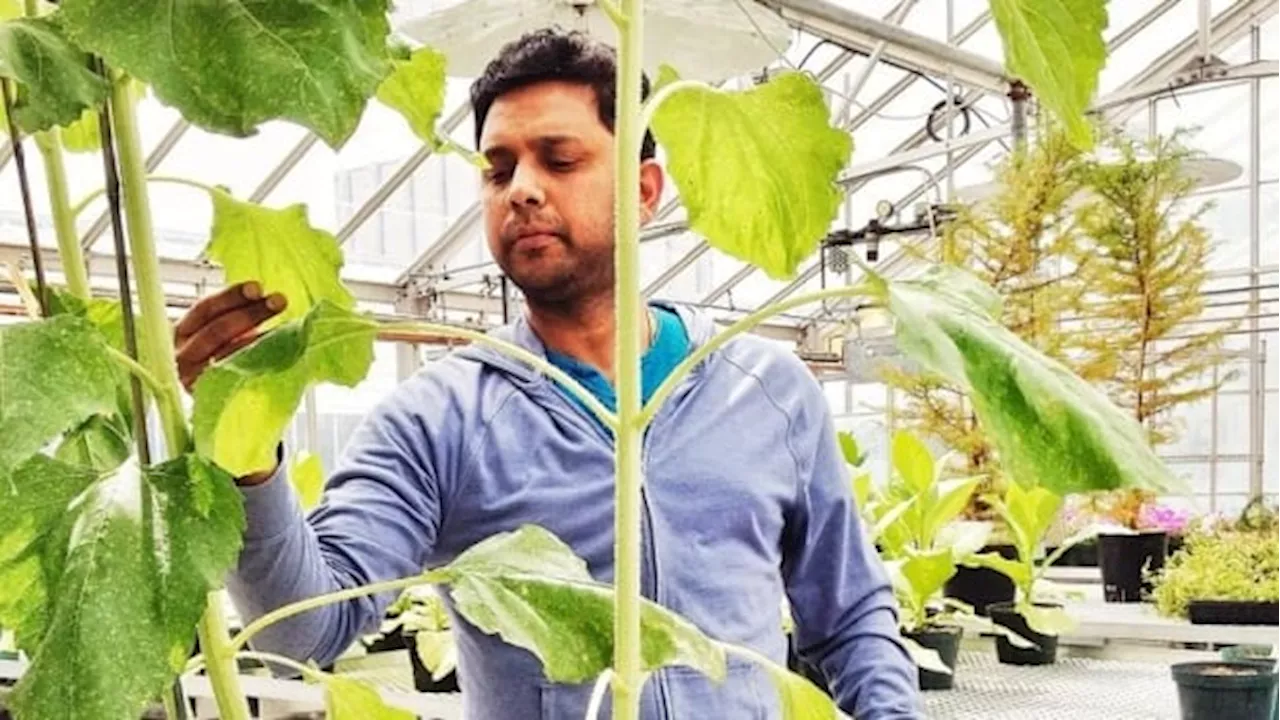 Scientists are on a quest for drought-resistant wheat, agriculture's 'Holy Grail'