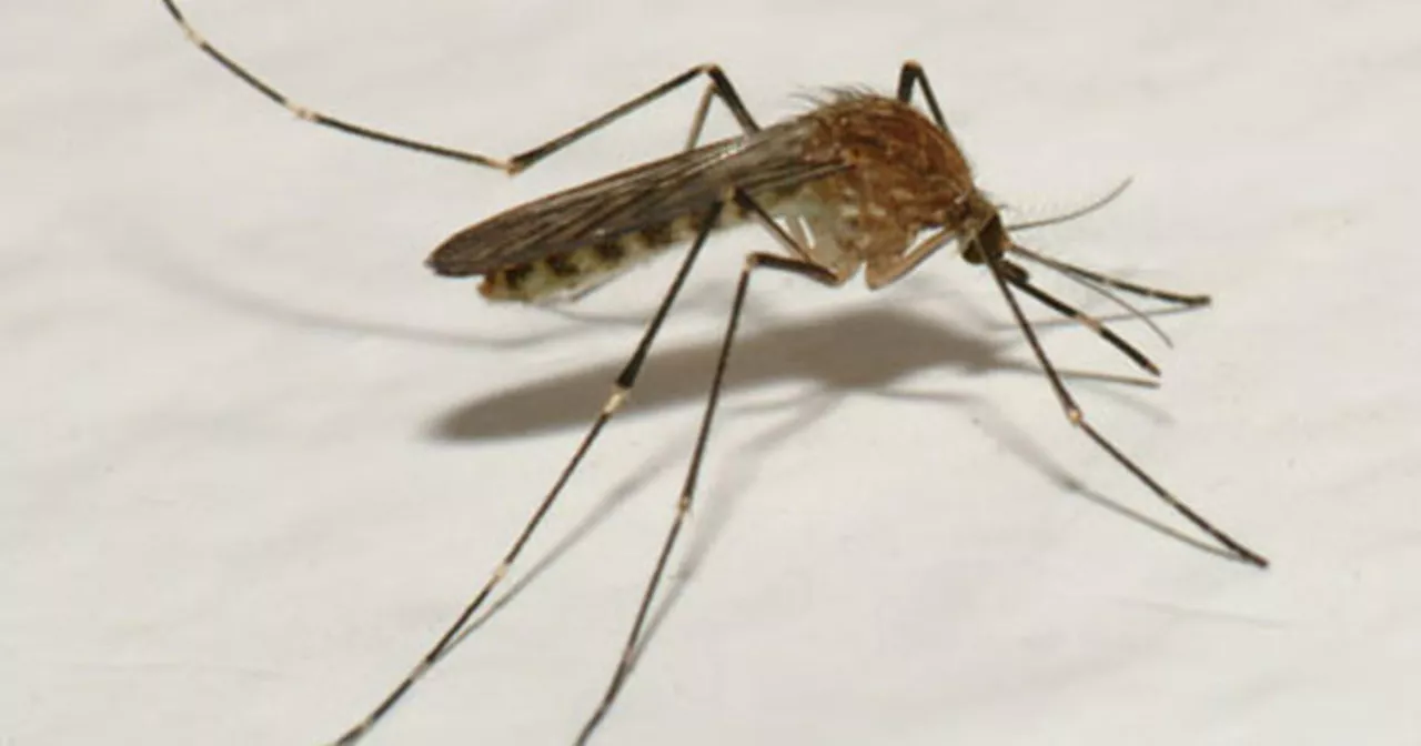 Mosquito carrying West Nile virus found in San Fernando Valley