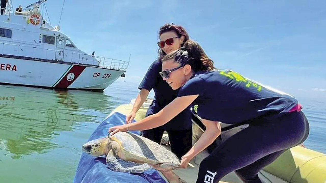 Le biologhe che salvano le tartarughe nell'Adriatico: «I nostri turni 24 su 24, che gioia liberarle in mare»