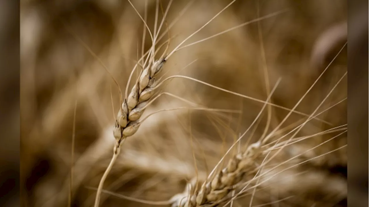 Scientists are on a quest for drought-resistant wheat, agriculture's 'Holy Grail'