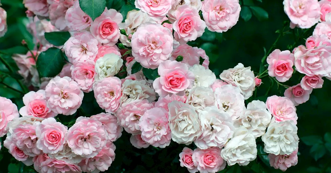 Monty Don's gardening 'secret' to make roses bloom 'for as long as possible'