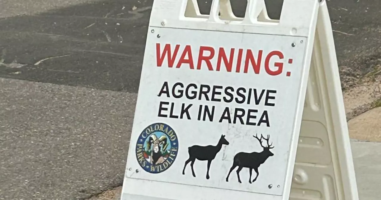 CPW: 8-year-old girl attacked by cow elk in Estes Park