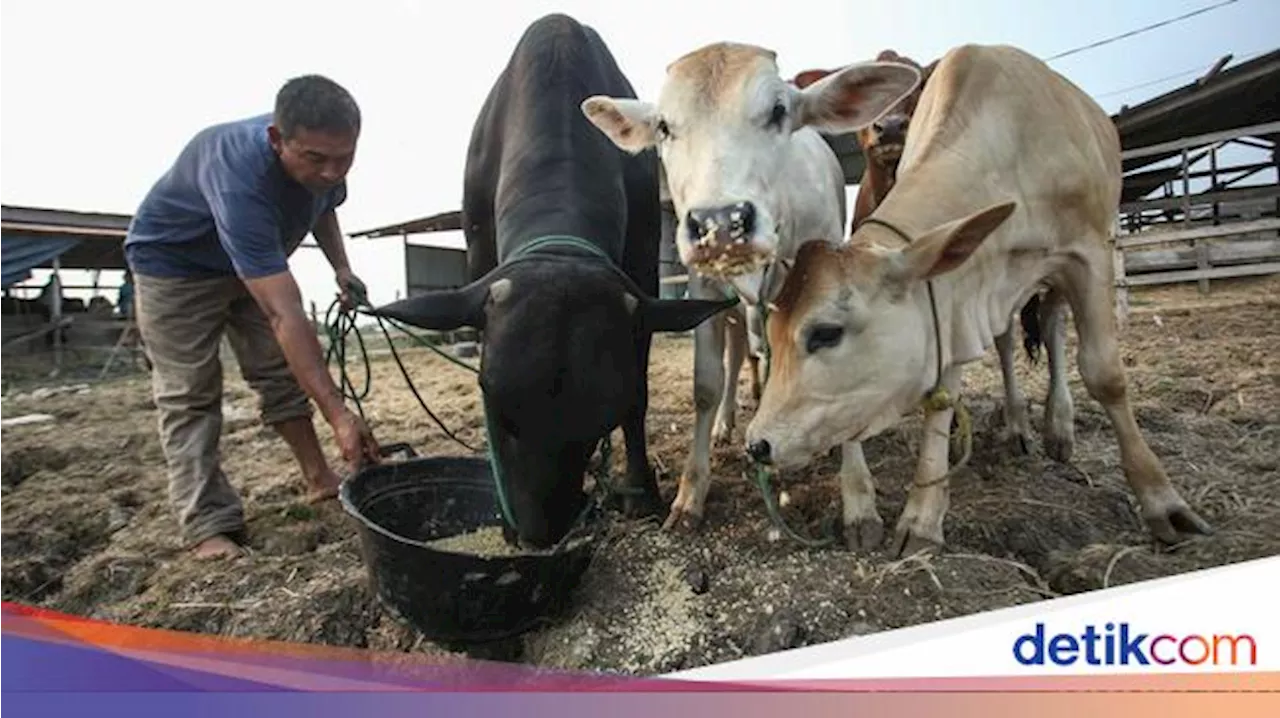 Tips Memilih Hewan Kurban, Harus Sesuai Syariat dan Pilih yang Terbaik