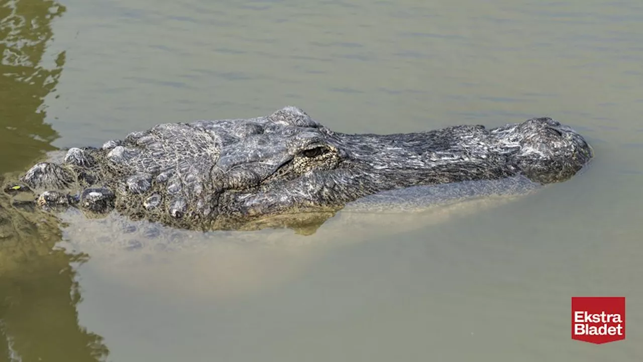 Skræmmende syn: Lig af kvinde fundet i gabet på alligator