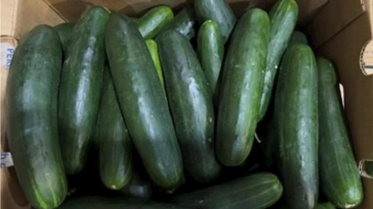 Cucumbers recalled in 14 states due to salmonella risk