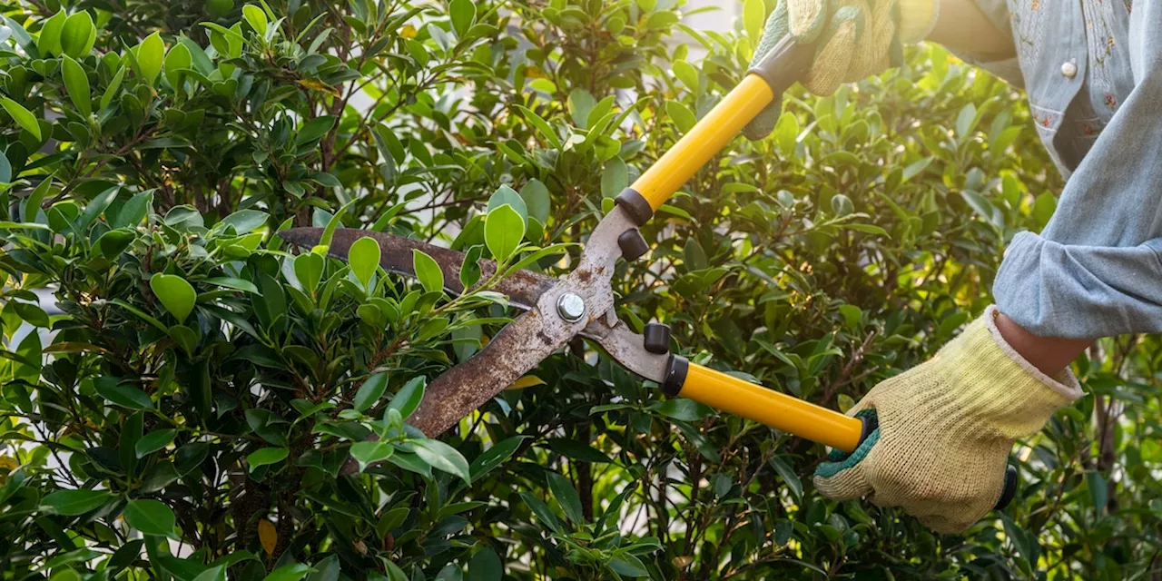 Hecke schneiden verboten: Diese Regeln gibt es im Sommer