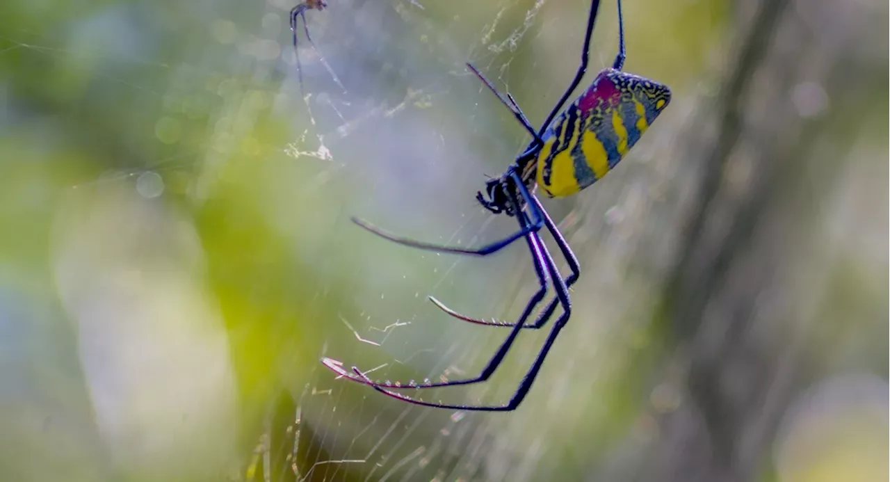 Joro spiders are coming to NY and NJ as soon as this summer